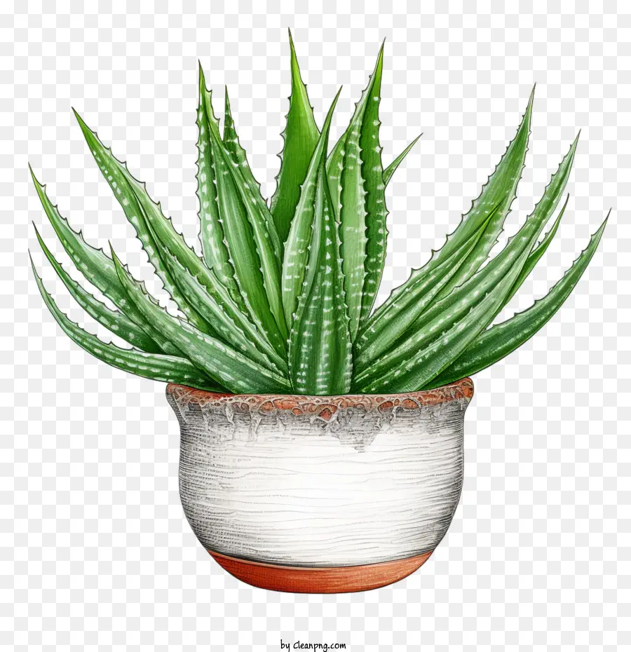 Aloe Vera，El Aloe Vera Plant PNG