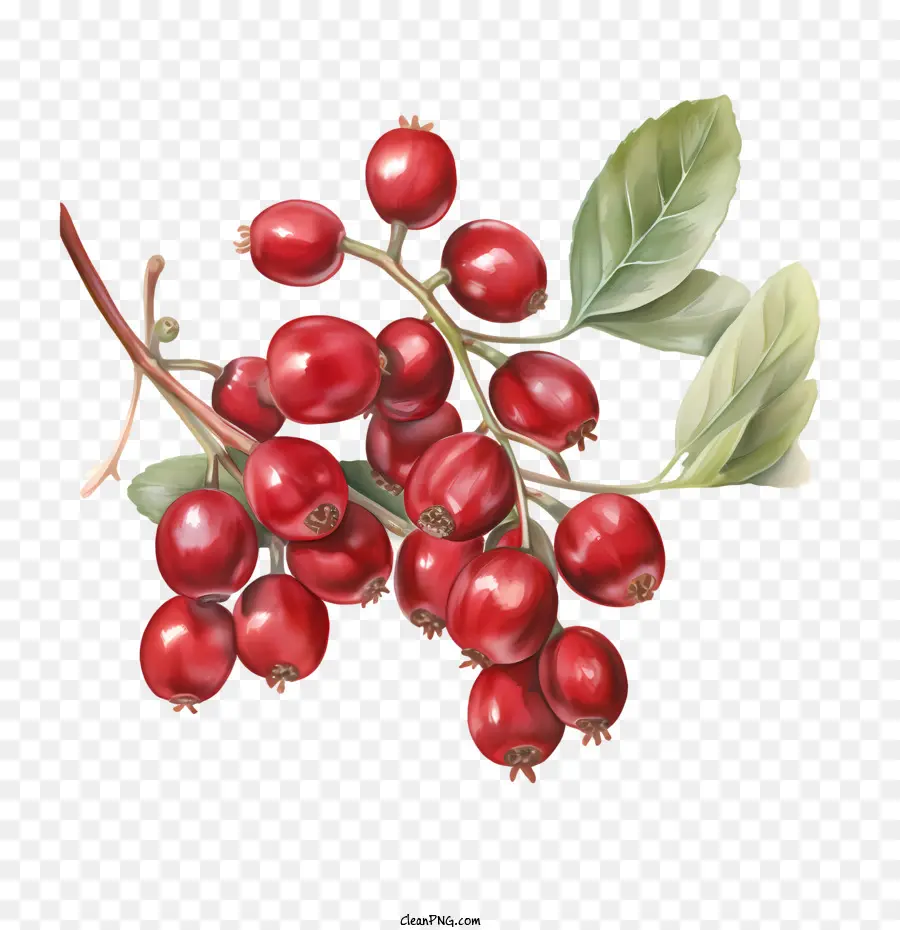 Cranberries，Bayas Rojas PNG