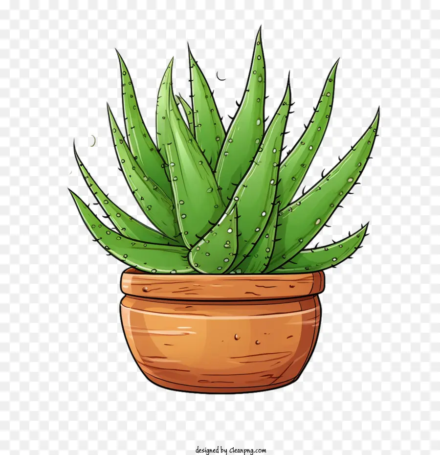 Aloe Vera， PNG