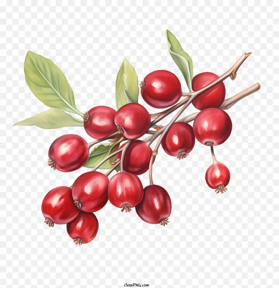 Arándanos，Frutos Rojos PNG