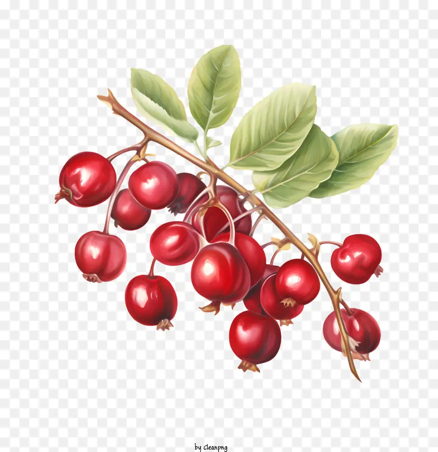 Arándanos，Frutos Rojos PNG