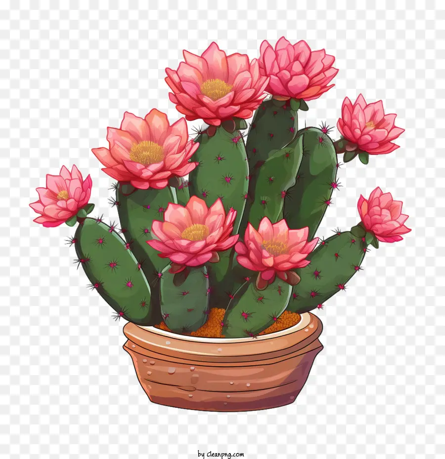 Suculentas，Cactus PNG