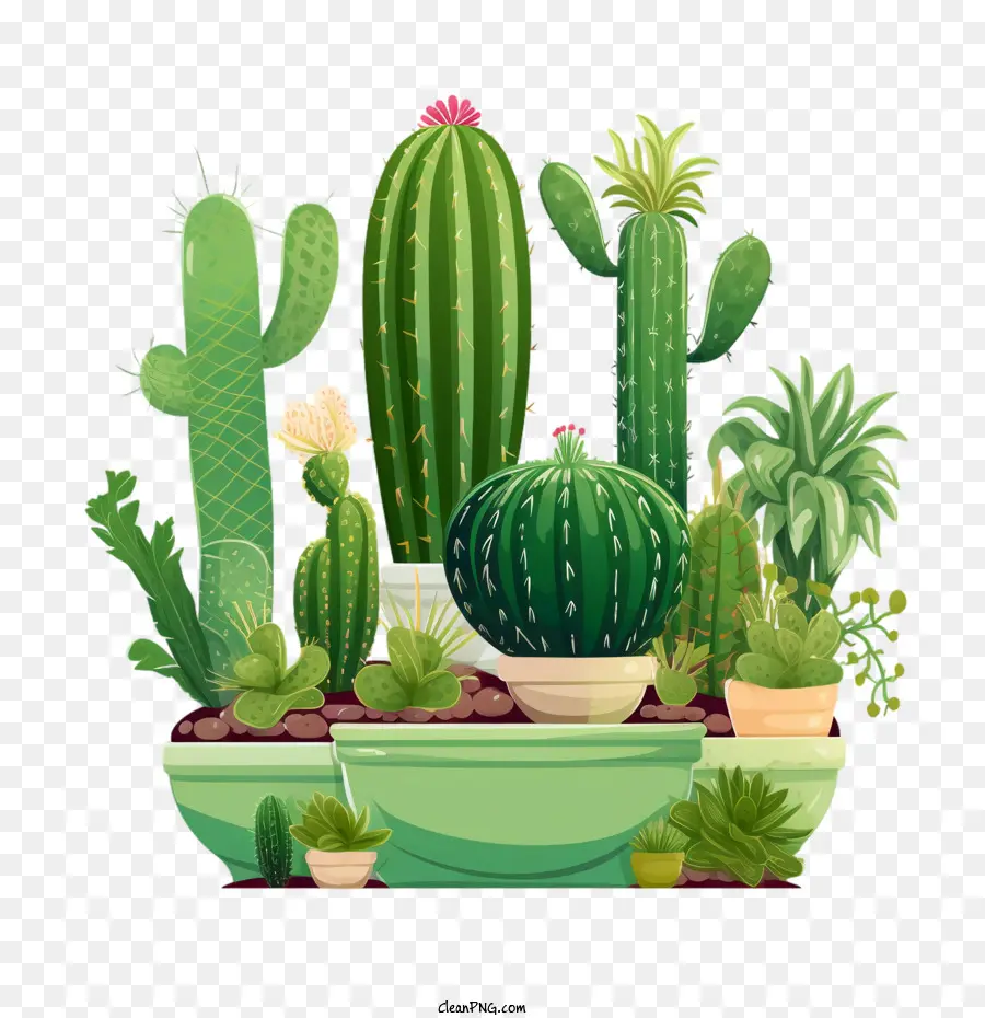 Suculentas，Cactus PNG