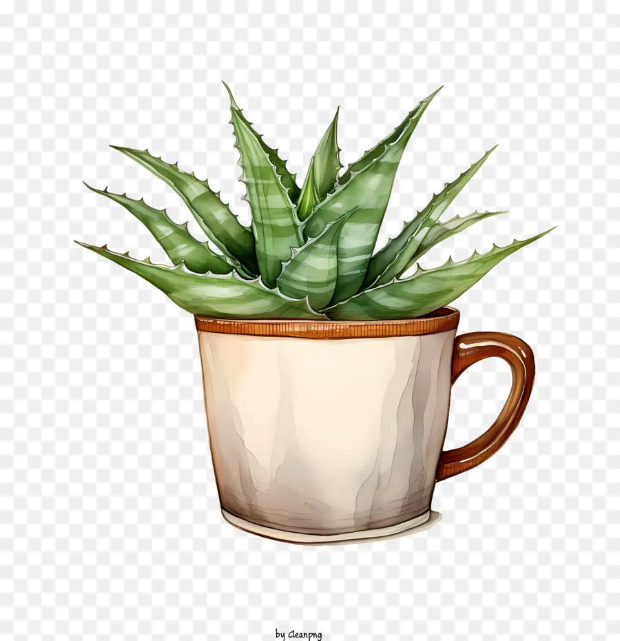 Áloe Vera，Planta PNG