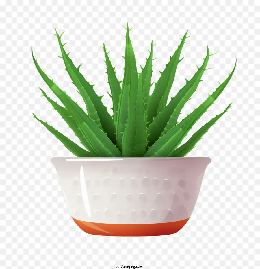 Aloe Vera，Planta PNG