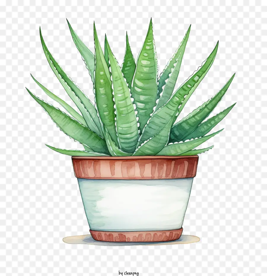 Aloe Vera，El Aloe Vera Plant PNG