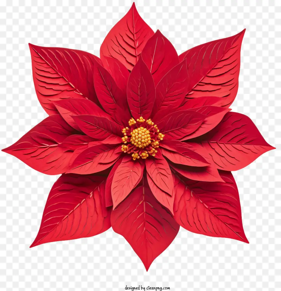 La Flor De Pascua，Rojo PNG