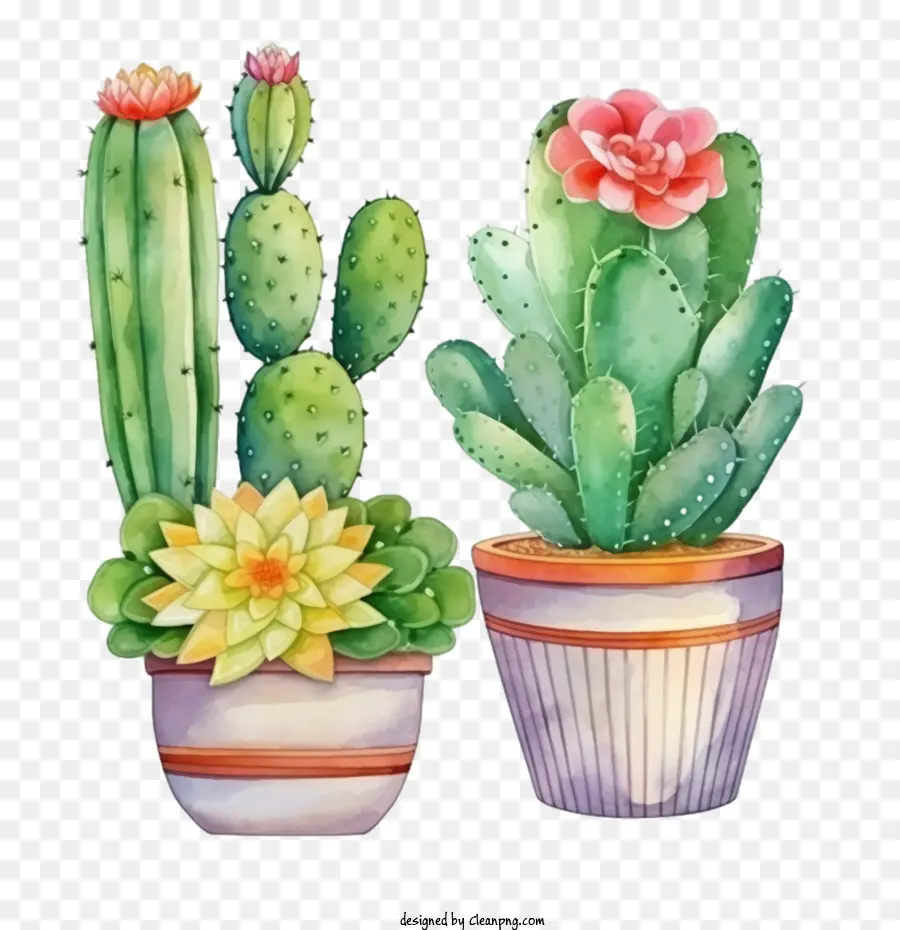 Suculentas，Cactus PNG