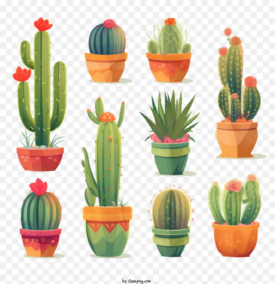 Suculento，Cactus PNG