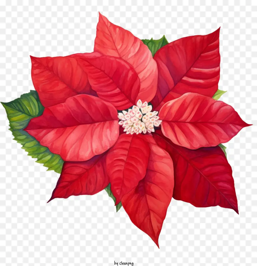 Flor De Pascua，Rojo PNG