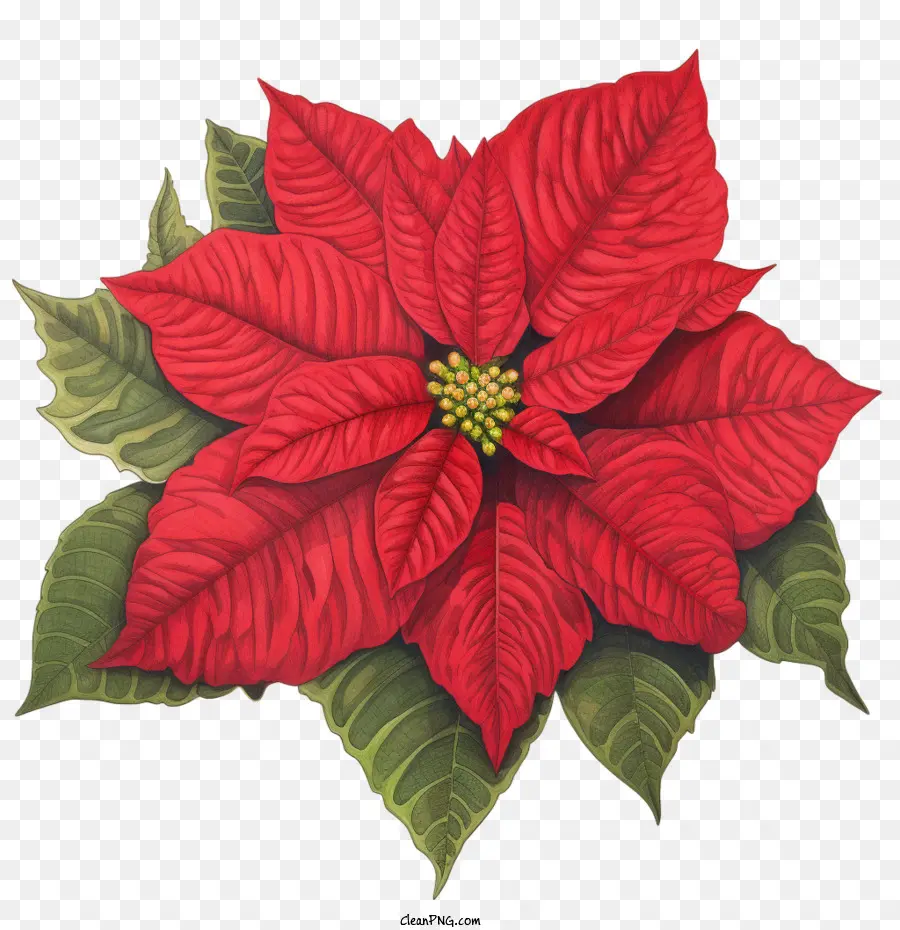 La Flor De Pascua，Pink Poinsettia PNG