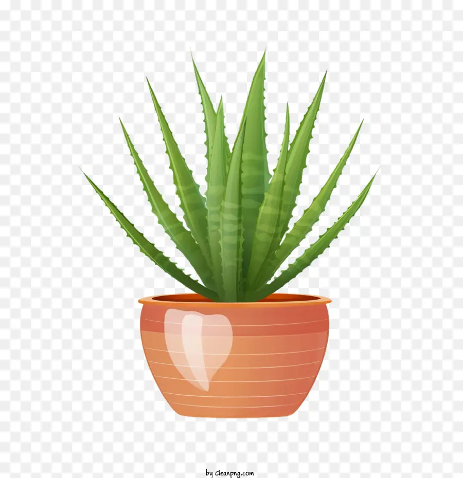 Aloe Vera，Planta PNG