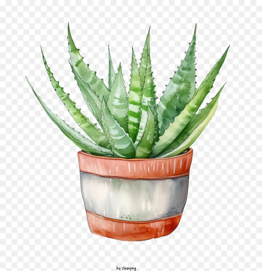 Aloe Vera，Planta Suculenta PNG