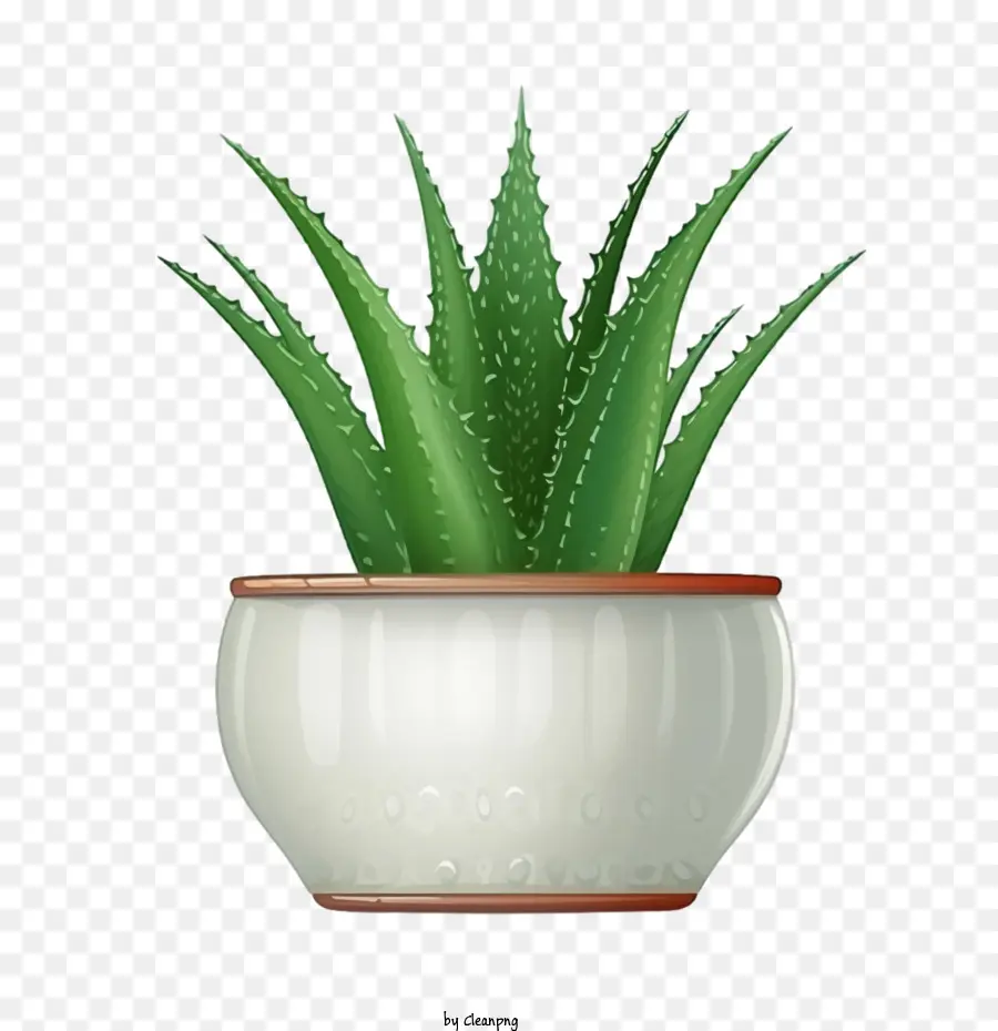 Aloe Vera，El Aloe Vera Plant PNG