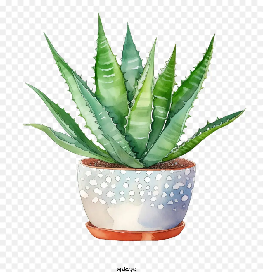 Aloe Vera，Planta PNG