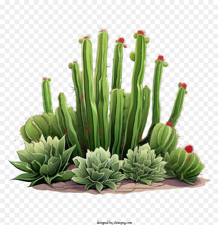 Suculentas，Cactus PNG