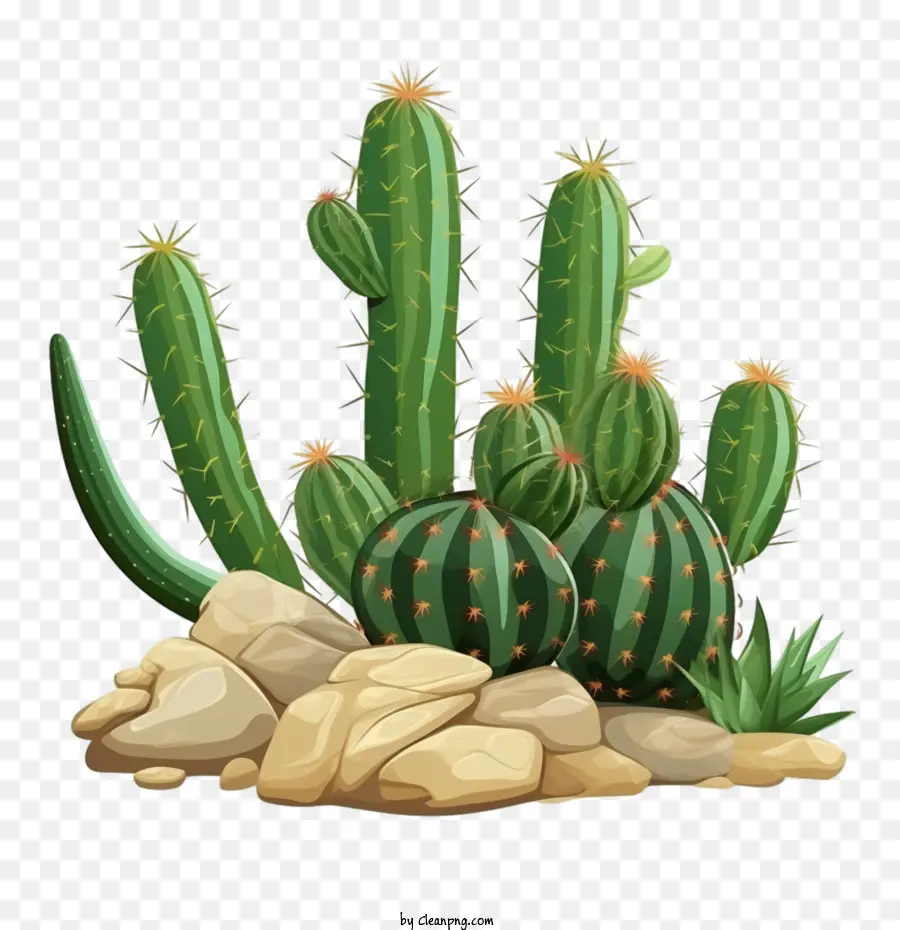 Suculento，Cactus PNG