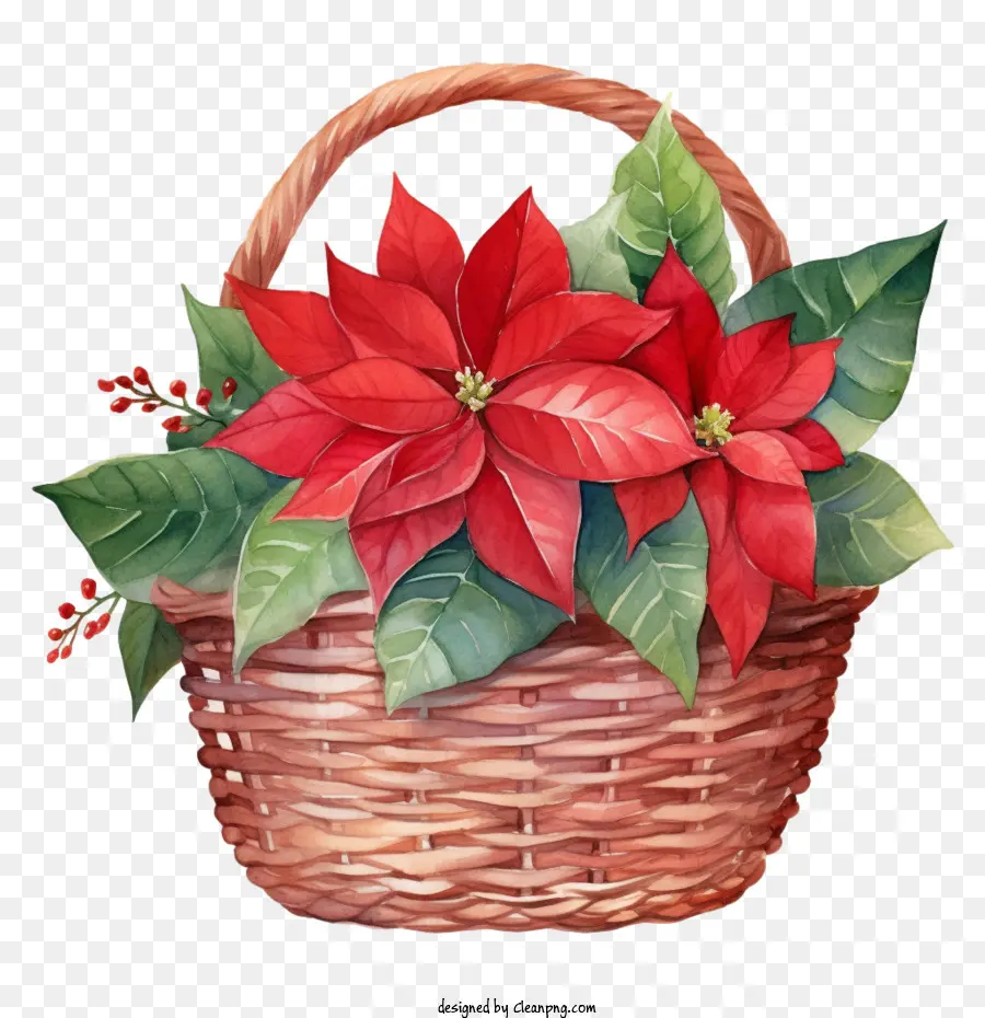 La Flor De Pascua，Poinsettias Rojas PNG