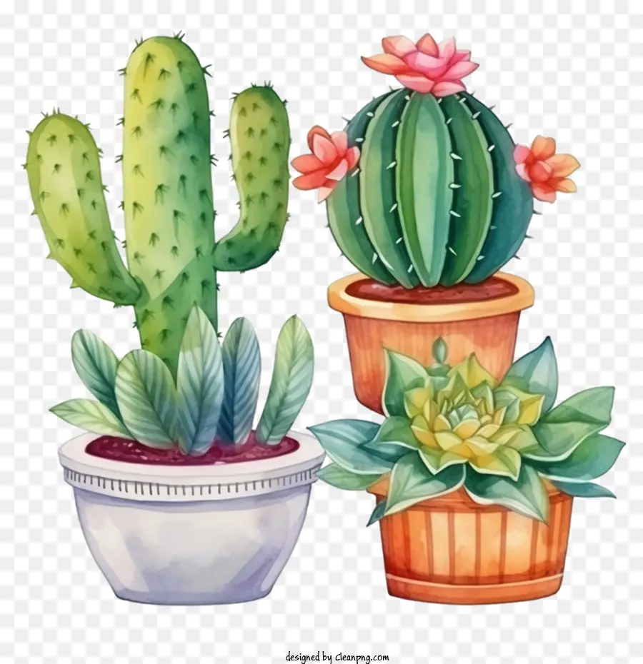 Suculentas，Cactus PNG