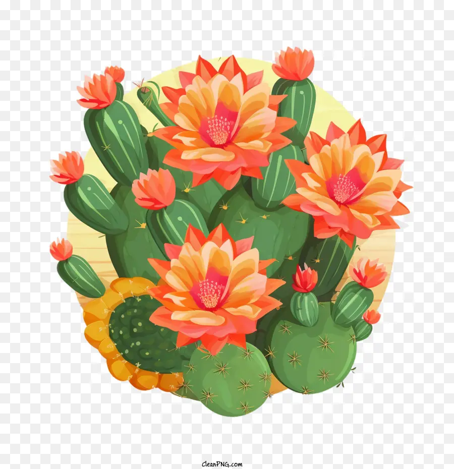 Suculentas，Cactus PNG