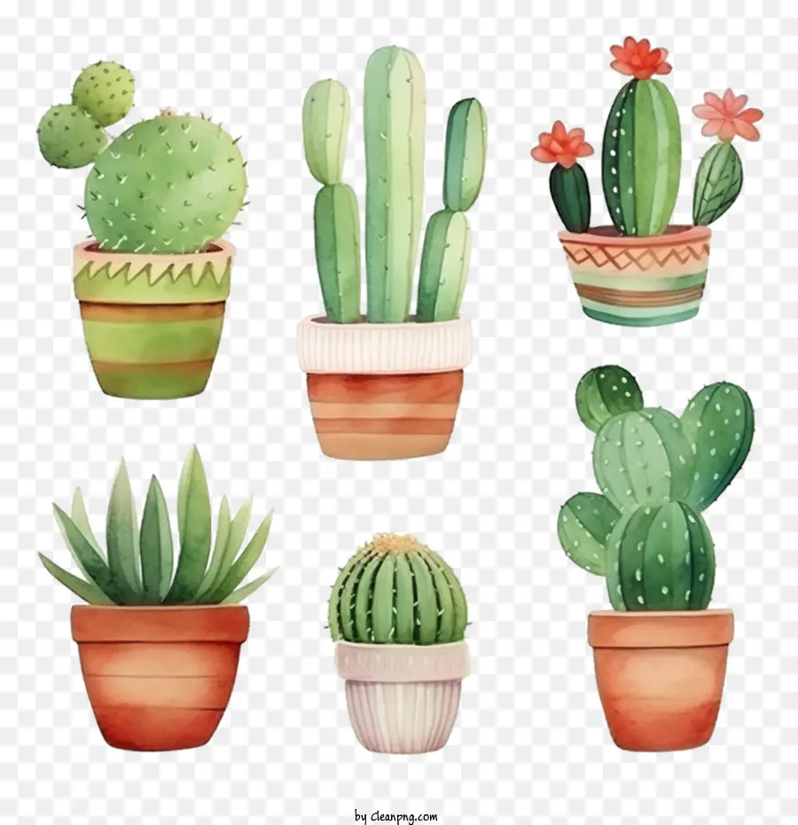 Suculento，Cactus PNG