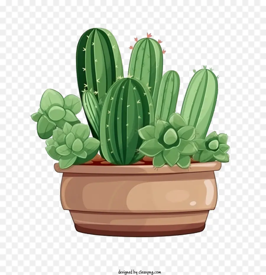 Suculentas，Cactus PNG