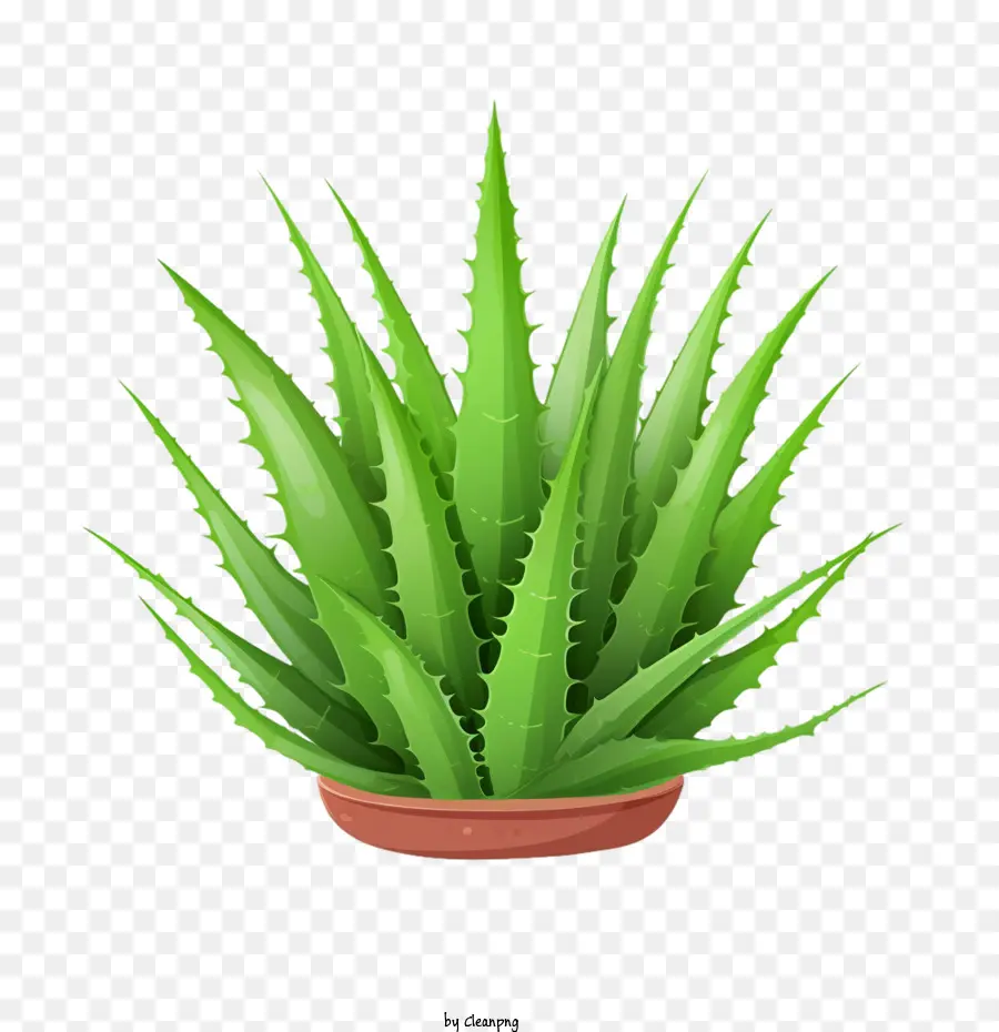 Aloe Vera，El Aloe Vera Plant PNG