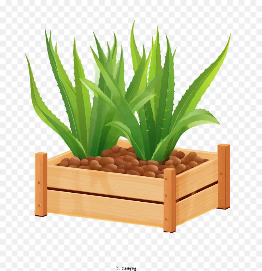 Aloe Vera，Jardín PNG