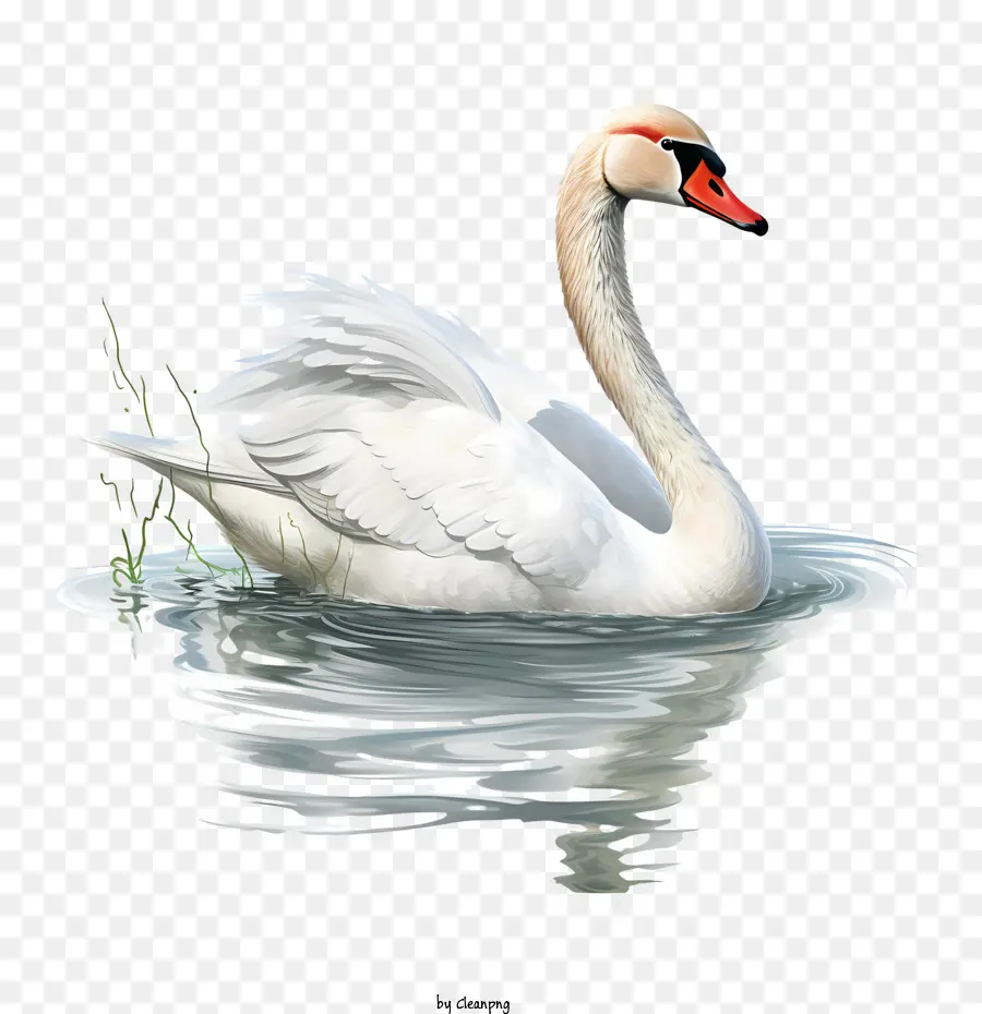 Swan，Agua PNG