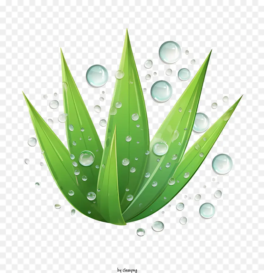 Aloe Vera，El Cuidado De La Piel PNG