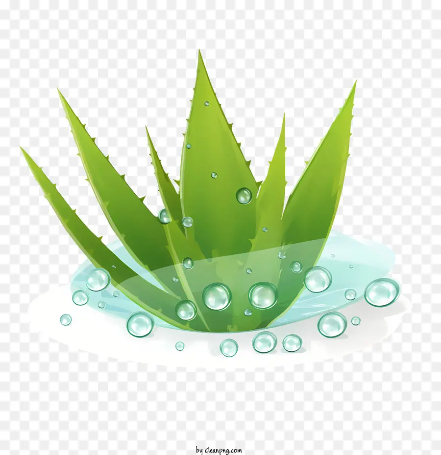 Aloe Vera，La Hierba PNG