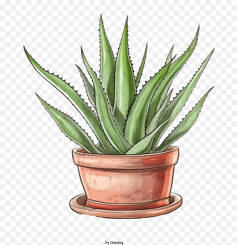 Aloe Vera，Planta PNG