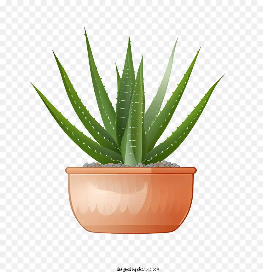 Aloe Vera，Planta PNG