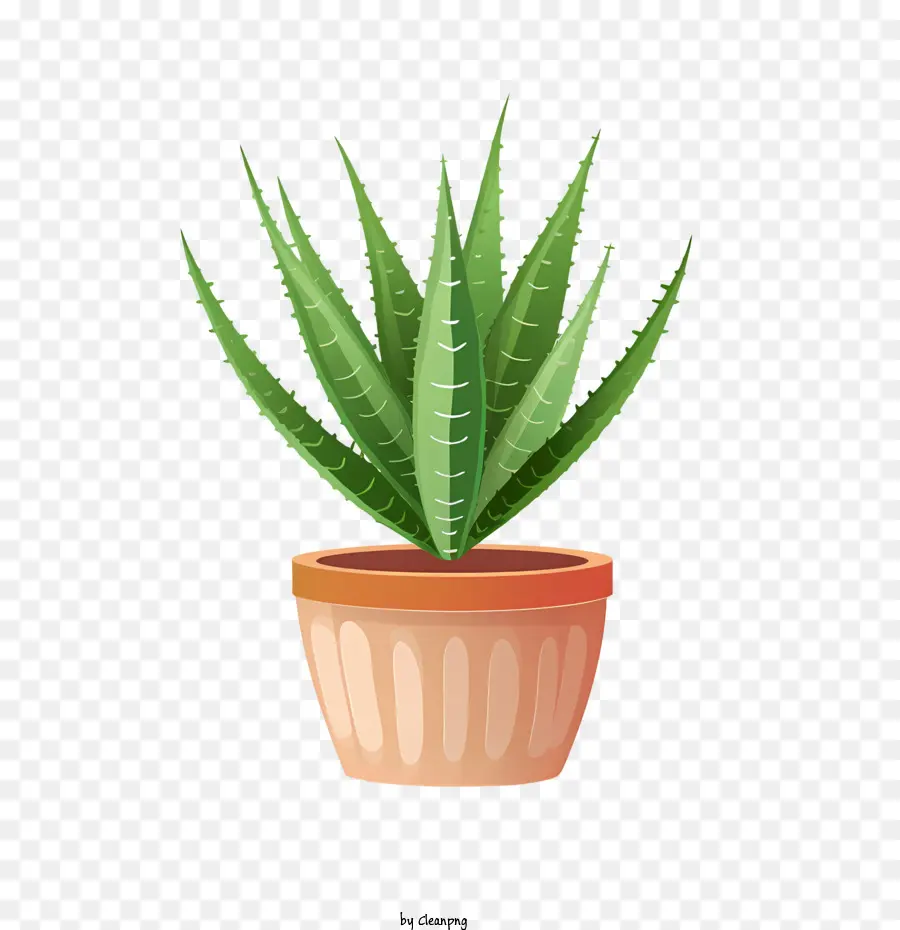 Aloe Vera，Suculentas PNG