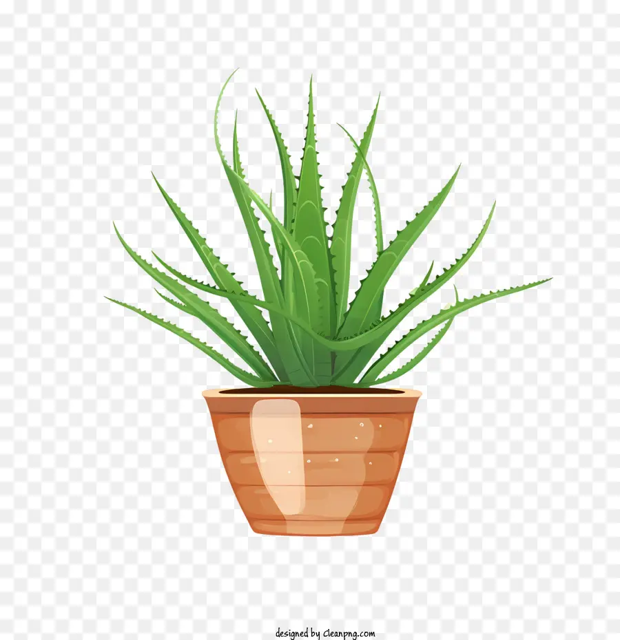 Aloe Vera，Planta PNG