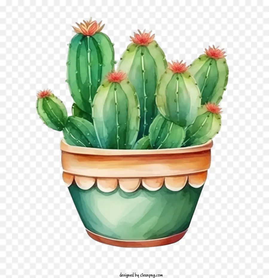 Suculentas，Cactus PNG