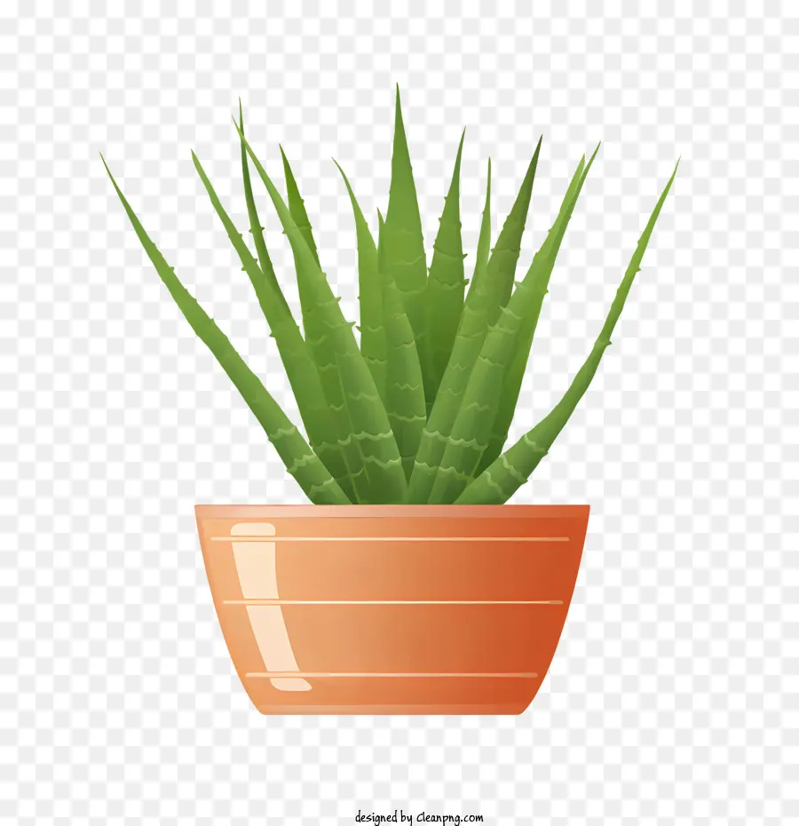 Aloe Vera，Suculentas PNG