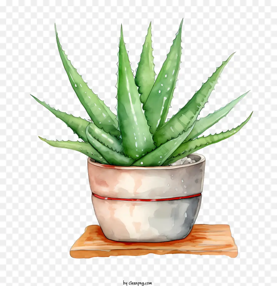 Aloe Vera，Acuarela PNG