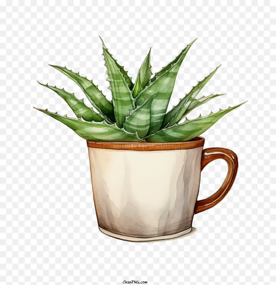 Áloe Vera，Planta PNG