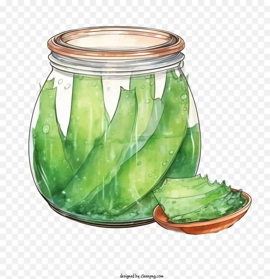 Aloe Vera，Ilustración Acuarela PNG