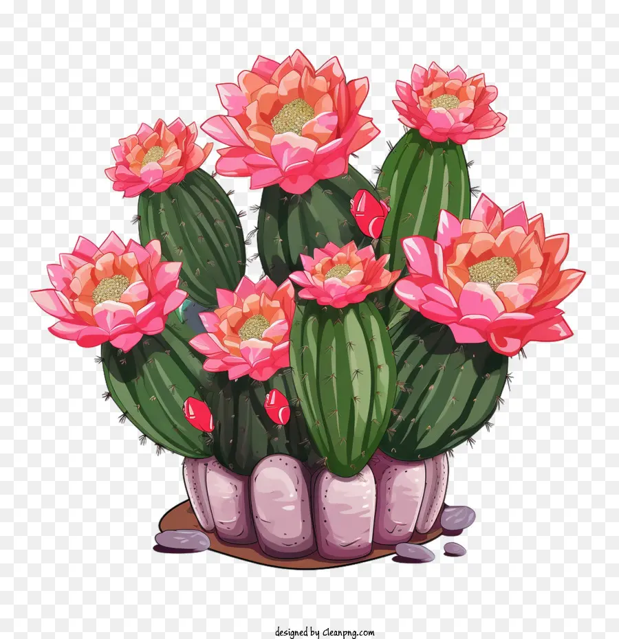 Cactus Suculento，Cactus PNG