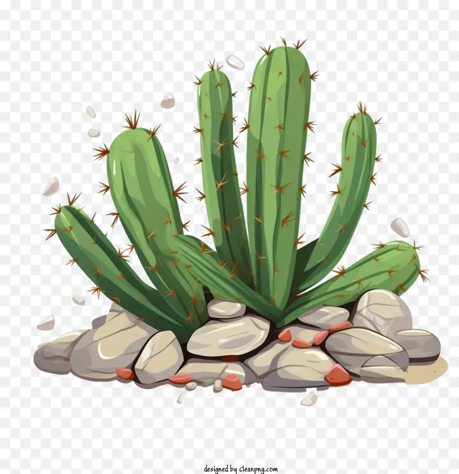 Cactus Suculentos，Cactus PNG