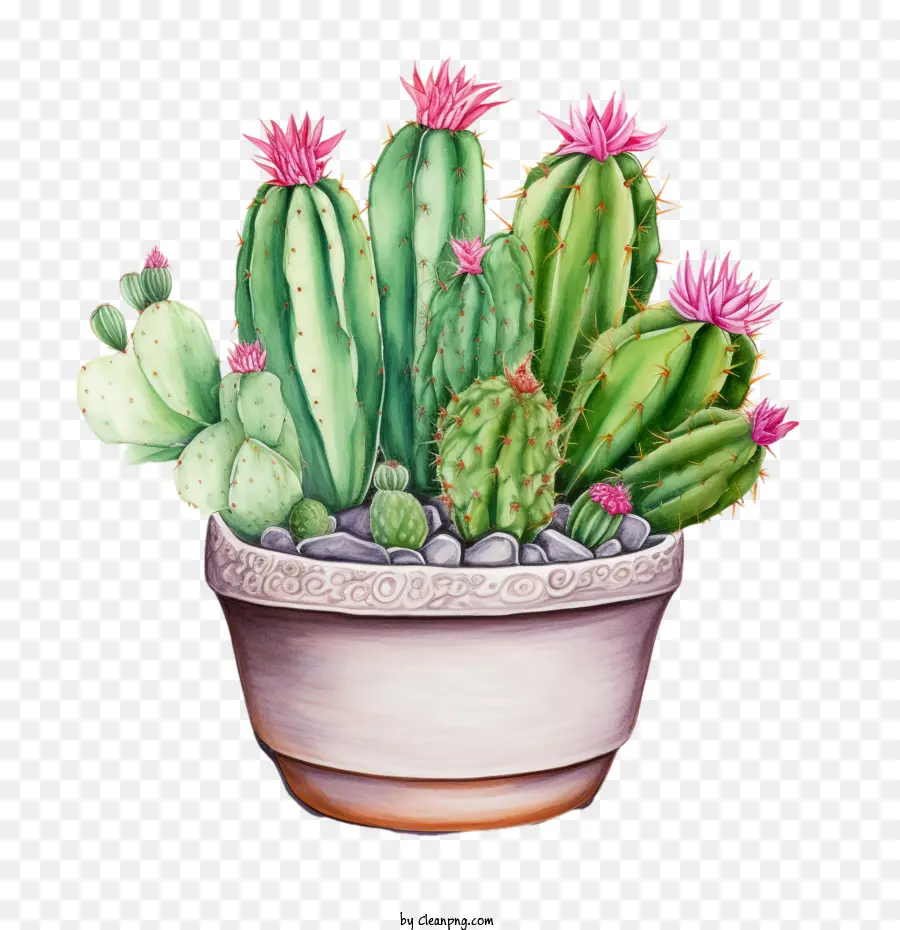 Cactus Suculentos，Cactus PNG