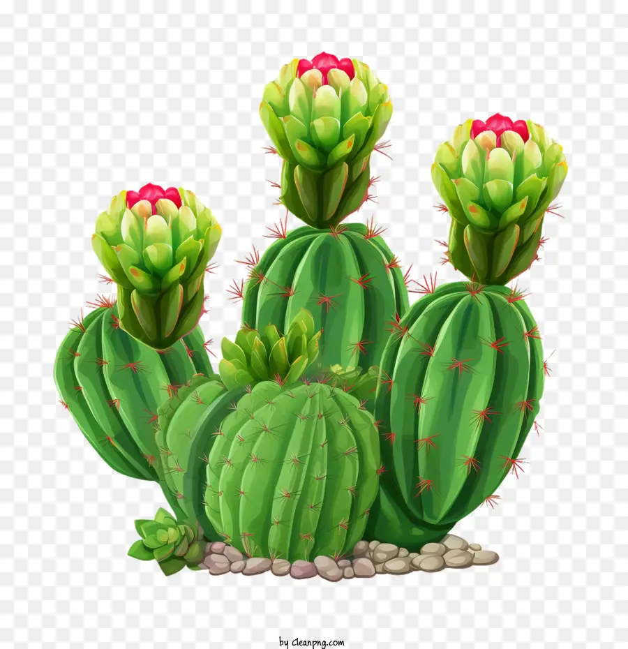 Suculento，Cactus PNG