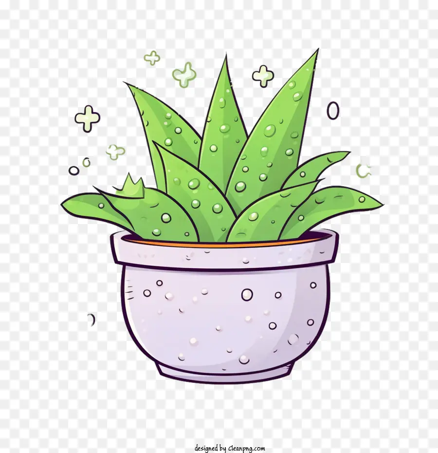 Aloe Vera，Planta De Aloe PNG