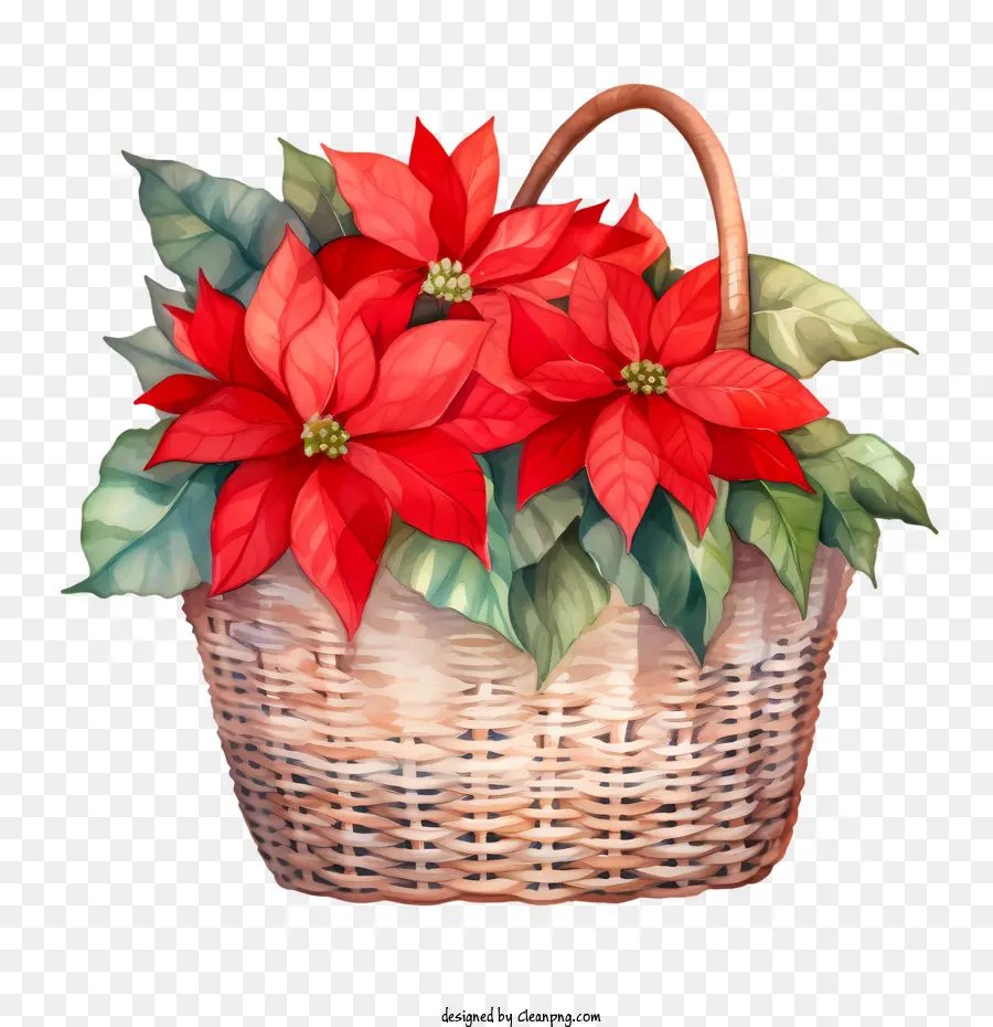 Flor De Pascua，Cesta PNG