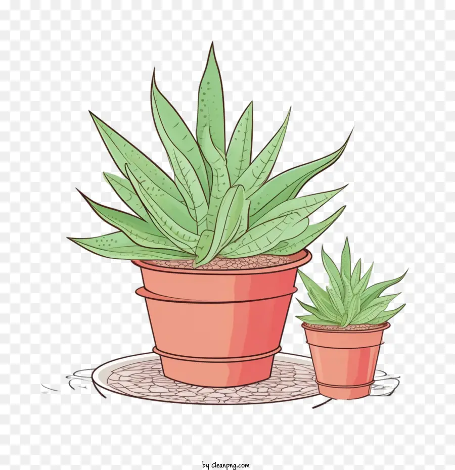 Aloe Vera，Cactus PNG