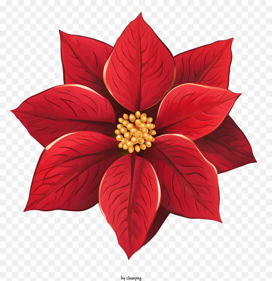 Flor De Pascua，Rojo PNG