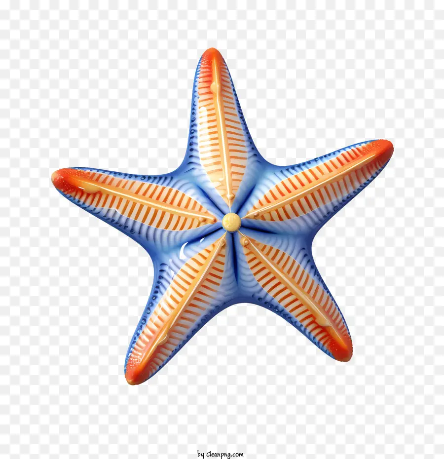 Estrella De Mar，Mar PNG