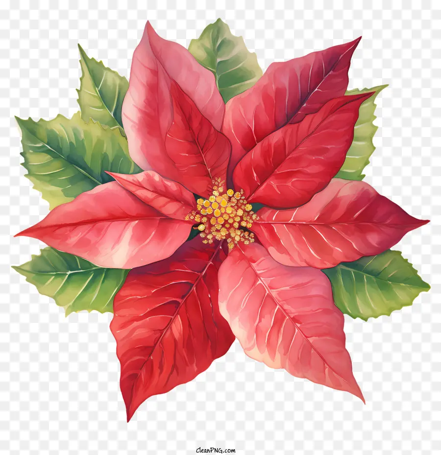 Flor De Pascua，Navidad PNG